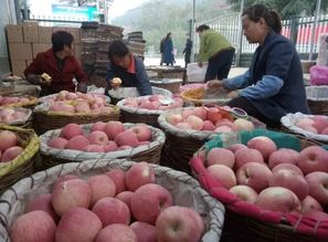 中国农业品牌目录公布 16个河南特色农产品入选