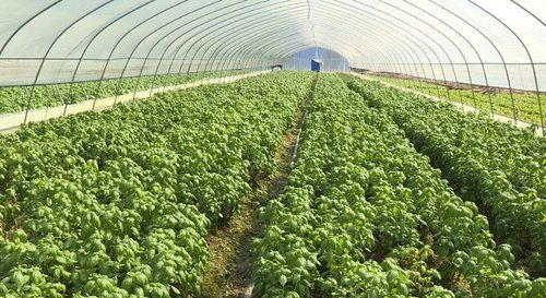 德庆 加强农产品质量安全监管 保障绿色优质农产品供给